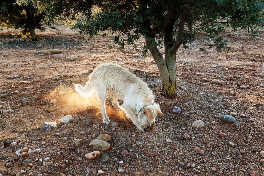 Truffle hunting dogs